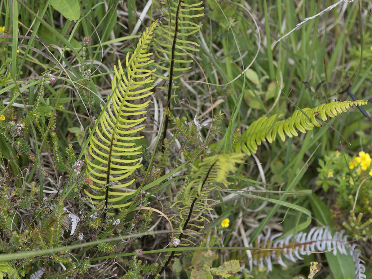 Blechnum spicant